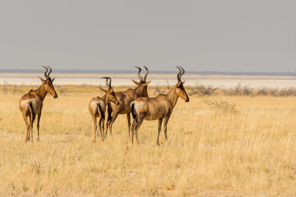 Wildlife in an open landscape